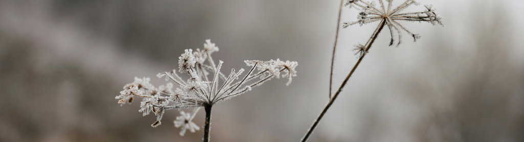 Ayurveda-hiver-conseils-reflexologie-plantaire