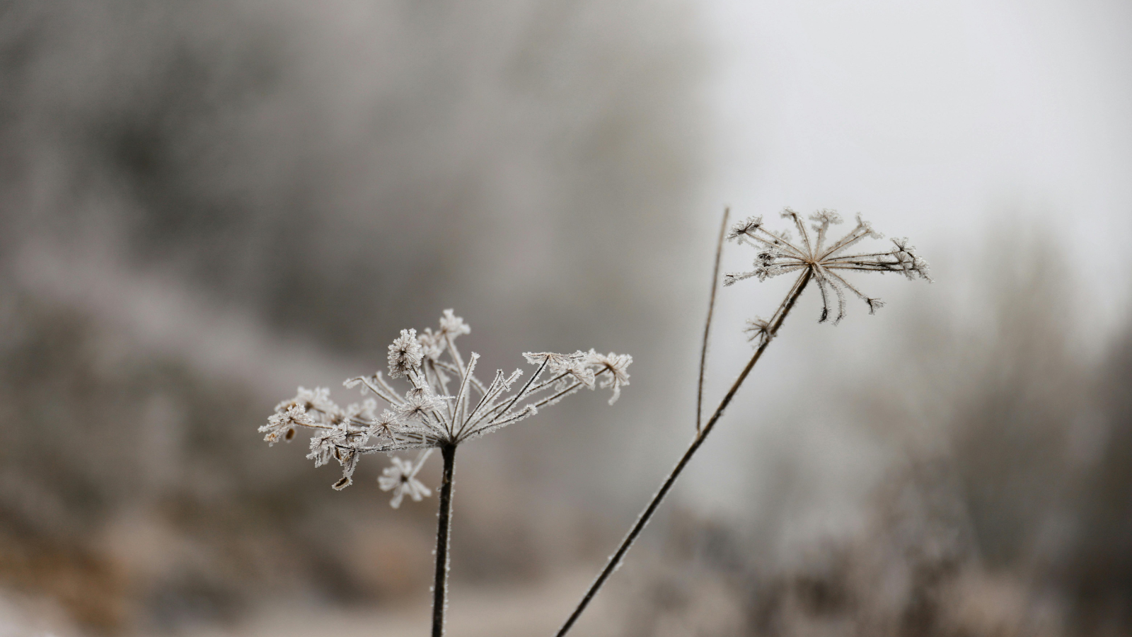 Conseils pour bien vivre l'hiver avec l'Ayurveda.