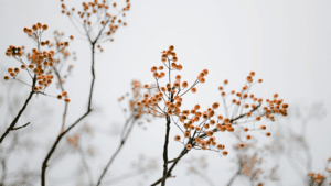 La dépression hivernale à travers la psychologie jungienne et l’Ayurveda