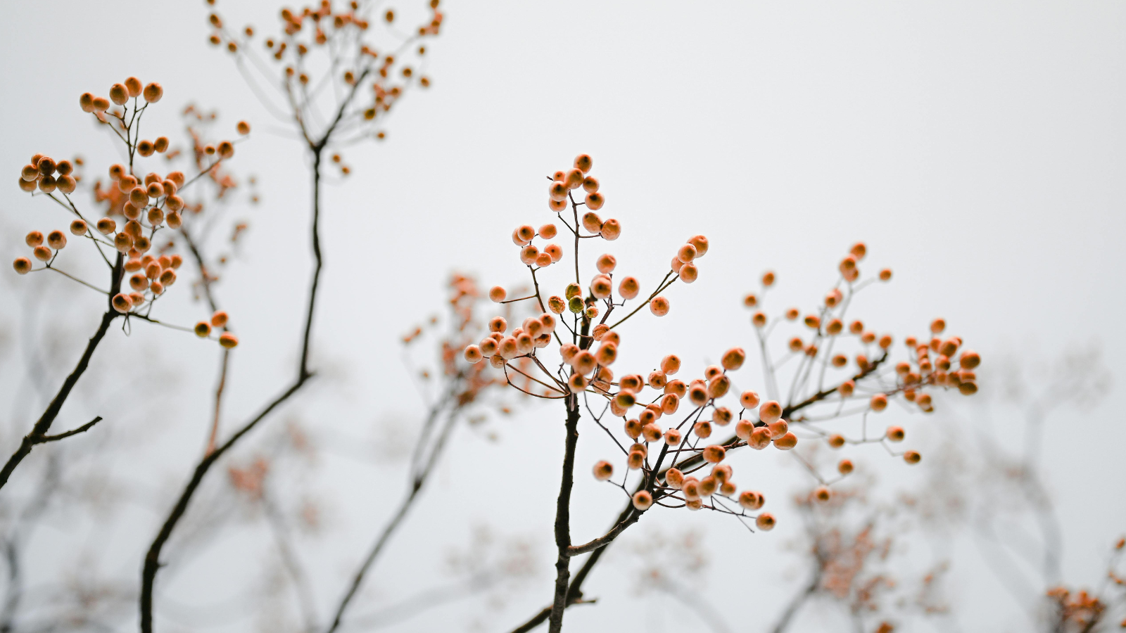 La dépression hivernale n’est pas un manque de volonté, mais une réponse du corps au manque de lumière et au ralentissement saisonnier.