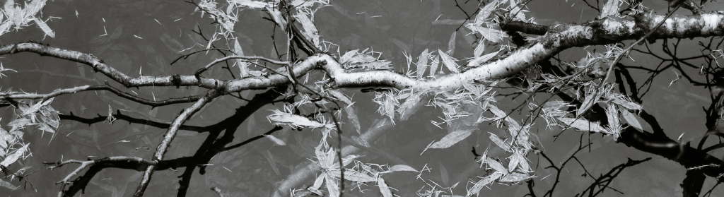 Réflexologie Plantaire Ayurvedique et neurosciences