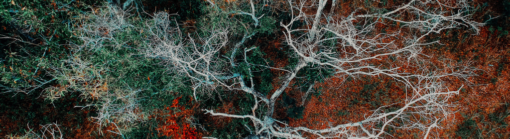 Réflexologie Plantaire Ayurvedique et neurosciences à Saint-Nazaire