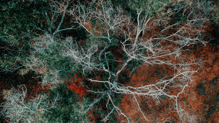 Réflexologie Plantaire Ayurvedique : quand les neurosciences rejoignent le subtil